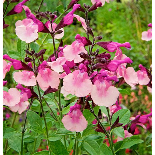 Salvia Peach Melba Flower Plants