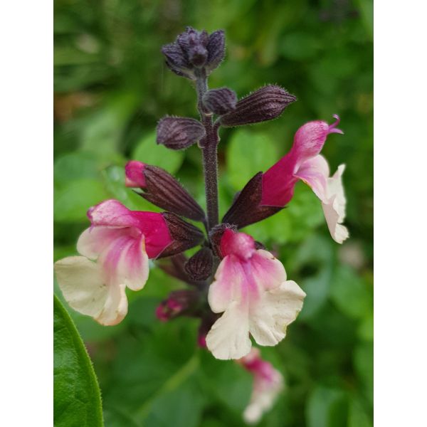 Salvia Cuello Cream Potted Plant