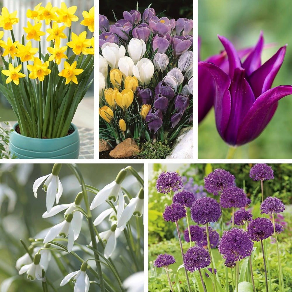 Successional Bulb Collection