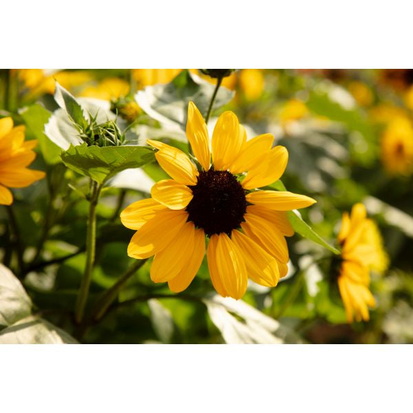 Sunflower Full Summer Flower Plants