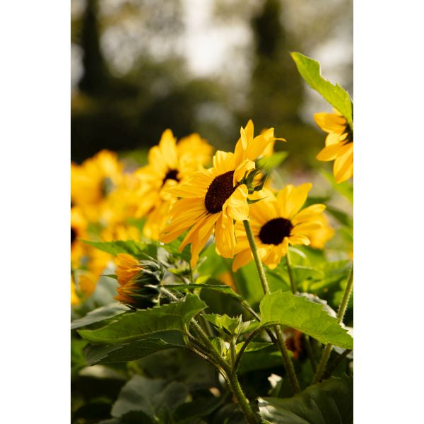Sunflower Full Summer Flower Plants