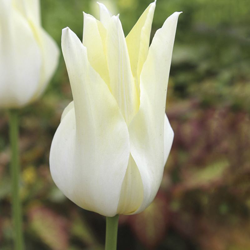 white triumphator lily flowering tulip Tulip White Triumphator Flower Bulbs