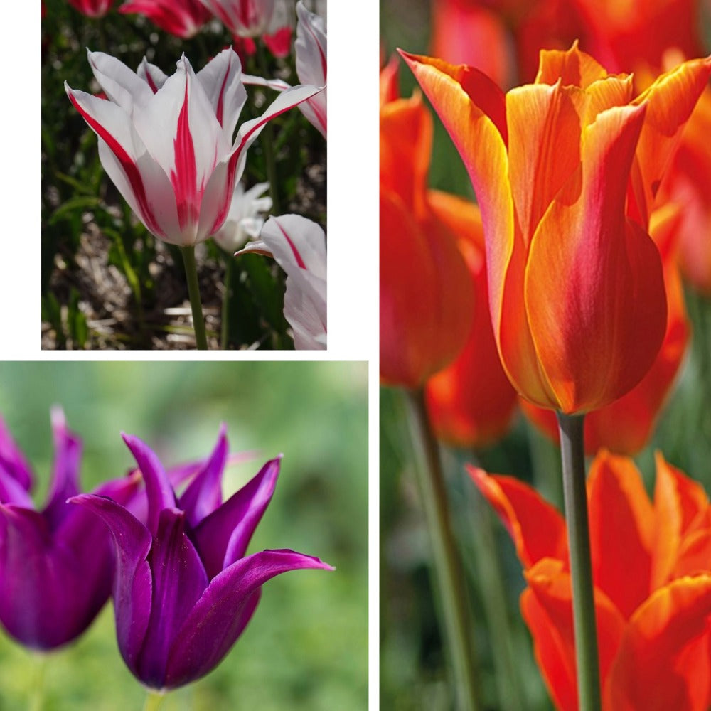 Tulip Lily Flowered Bulb Collection