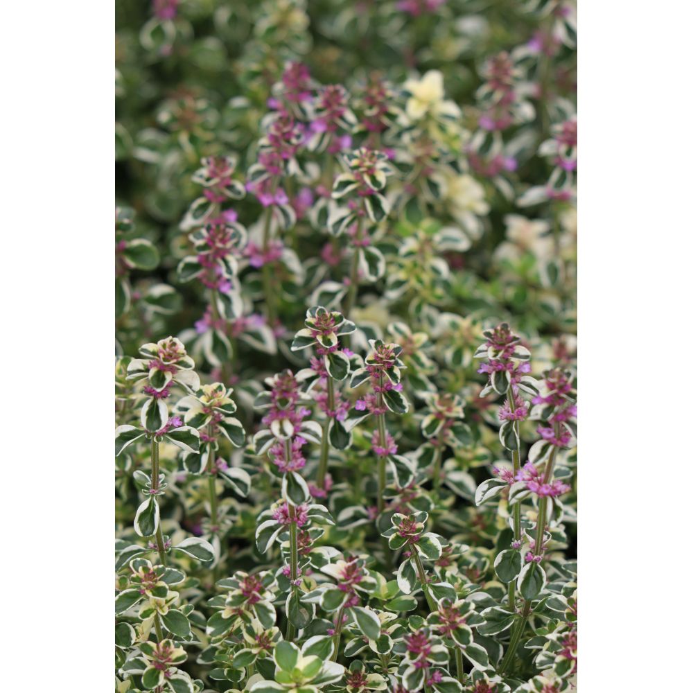Thyme Foxley Herb Potted Plants