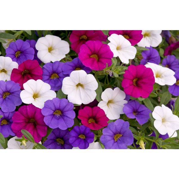 Trixi Spirit Flower Plants
