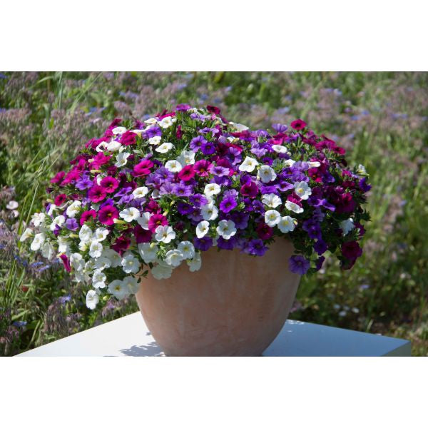 Trixi Spirit Flower Plants
