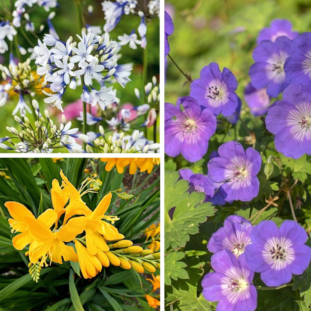 Summer Colour Collection