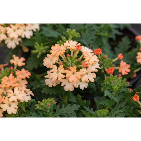 Verbena Vectura Peach Flower Plants