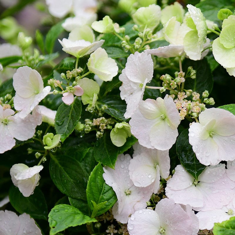 WLM_Week_27_runaway_bride_mobile-Johnsons