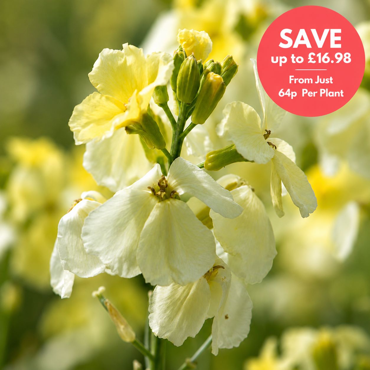 Wallflower Ivory White
