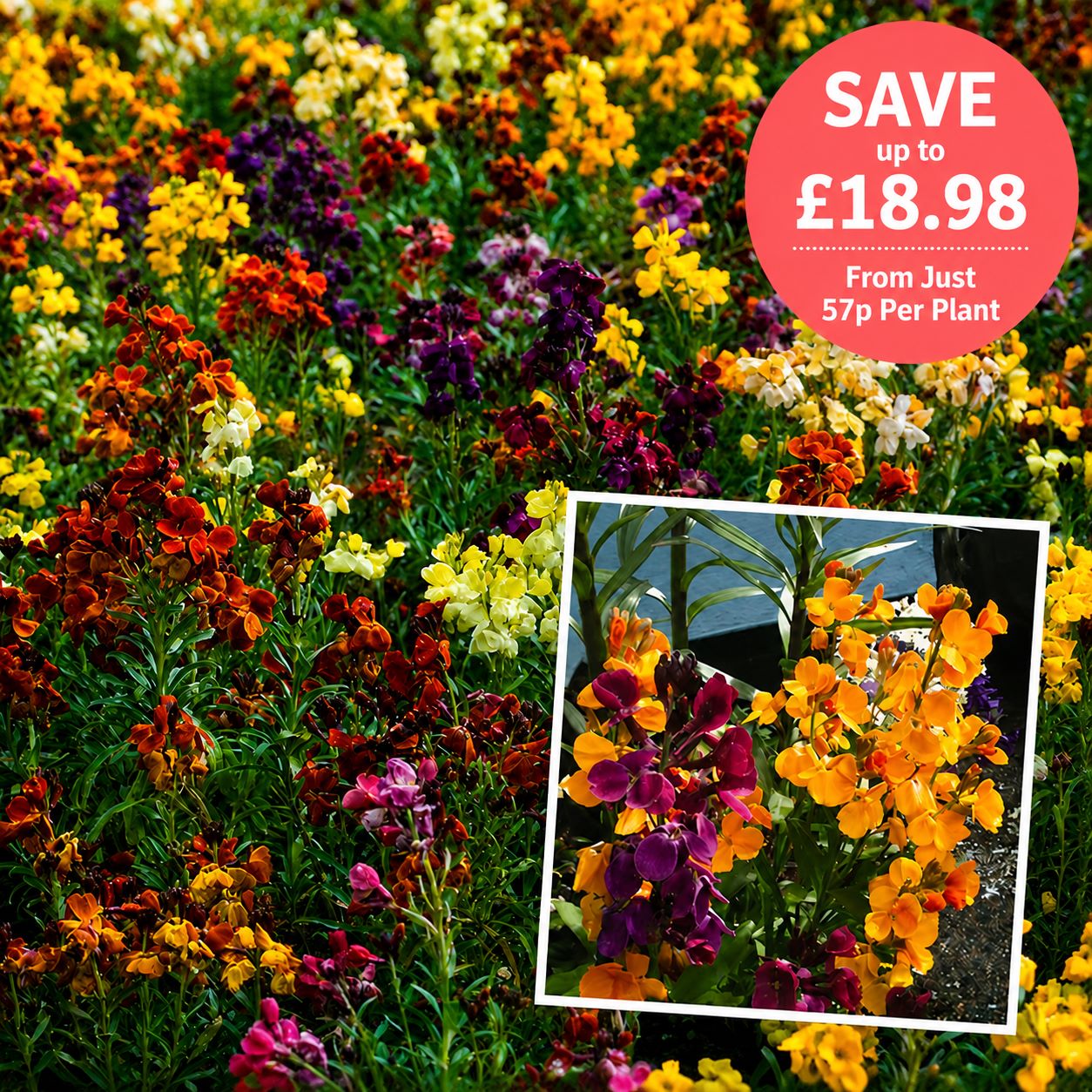 Wallflower Persian Carpet Mixed