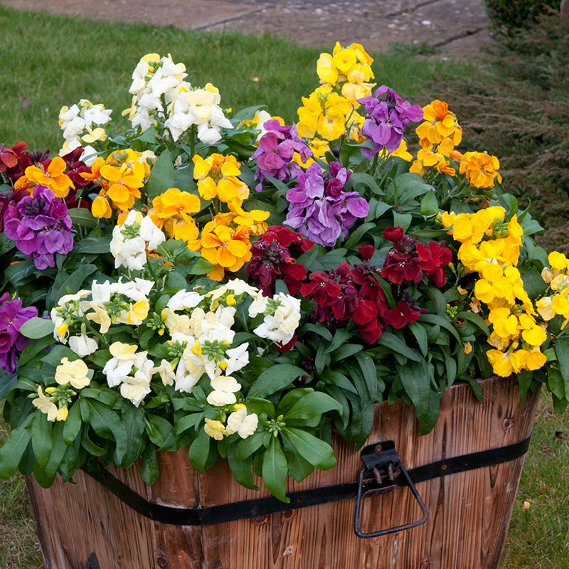 Wallflower Sugar Rush Mixed F1 Flower Plants