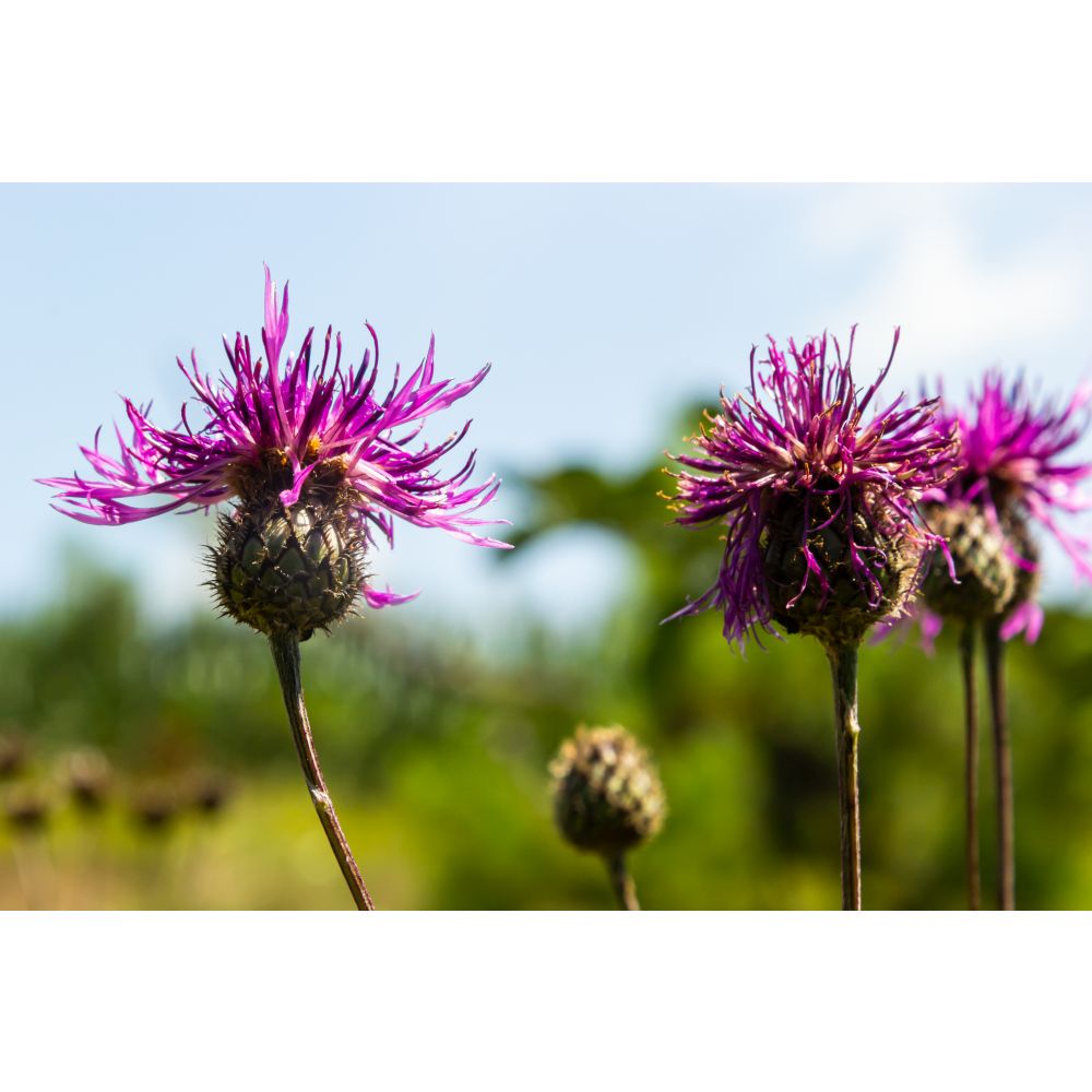 Greater Knapweed