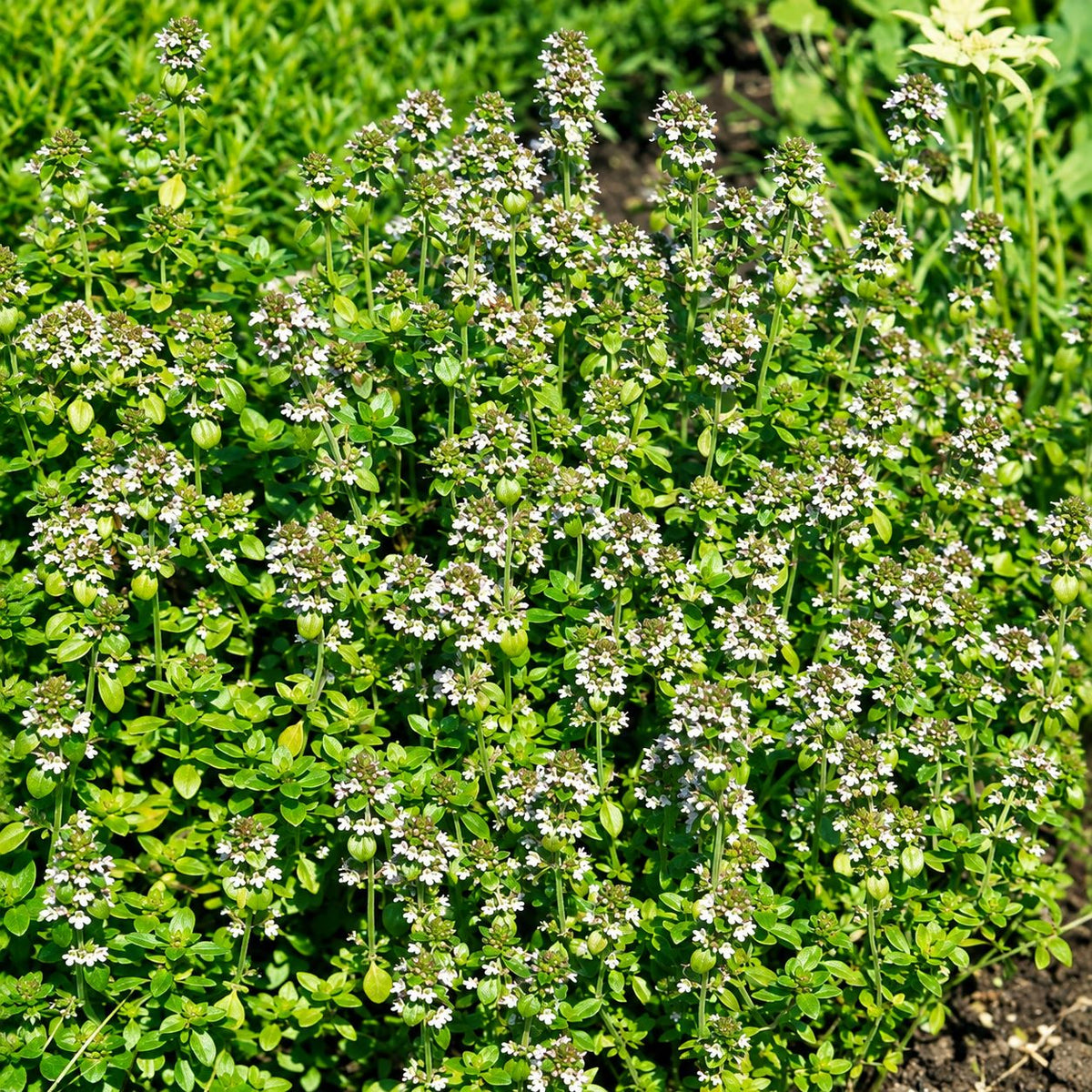 Winter Savory Herb Potted Plants
