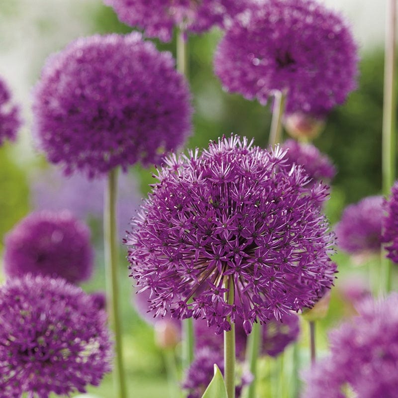 Allium Border Mix Flower Bulbs