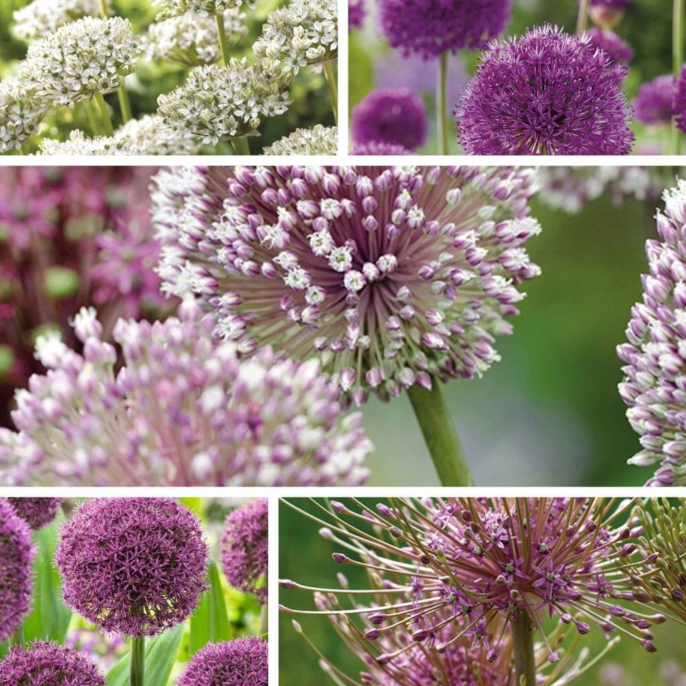 Allium Border Mix Flower Bulbs