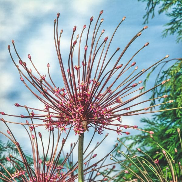 Allium Schubertii Flower Bulbs