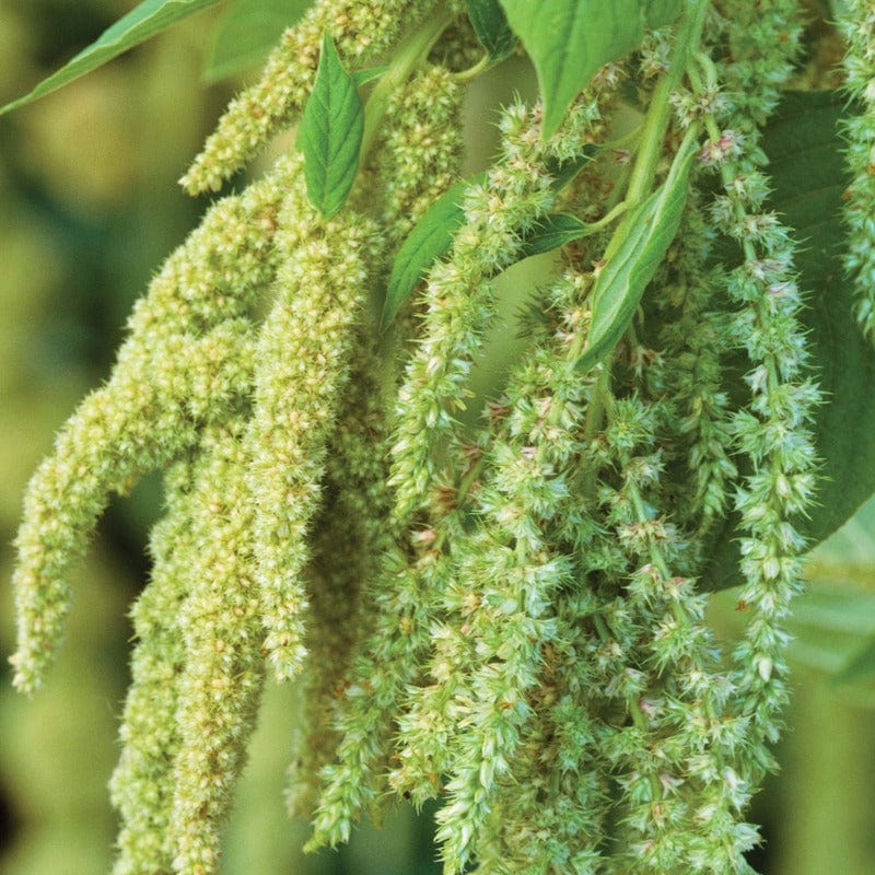 Amaranthus Green Cascade Seeds