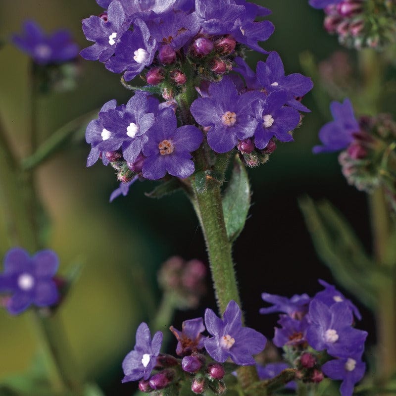 Anchusa Blue Angel Seeds