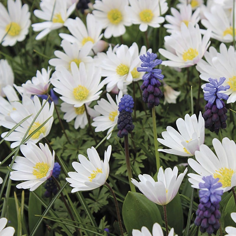 Anemone Blanda Collection Flower Bulbs