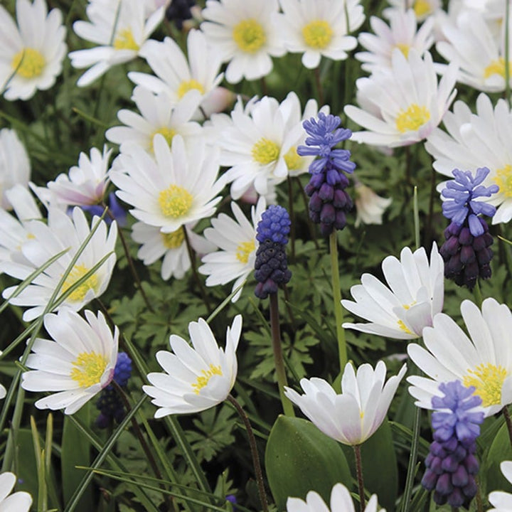 Anemone Blanda Collection Flower Bulbs