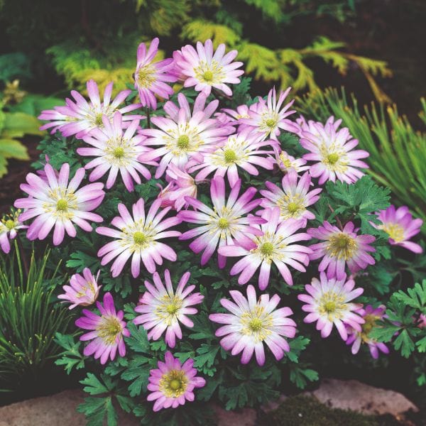 Anemone Blanda Pink Star Flower Bulbs
