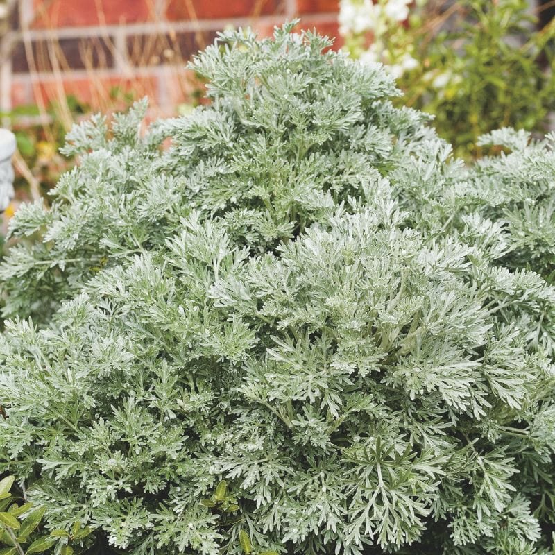 Artemisia Pontica Powis Castle