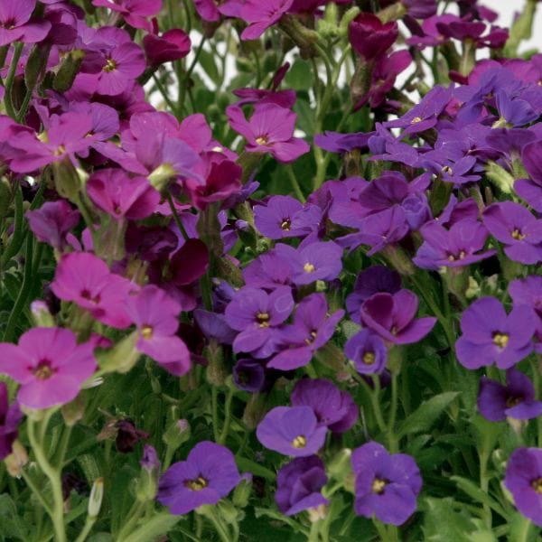 Aubrieta Katie Mix Garden Ready Bedding Plants