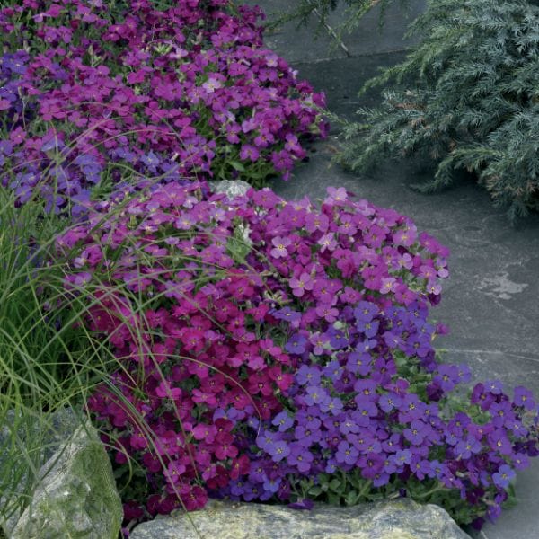 Aubrieta Katie Mix Garden Ready Bedding Plants