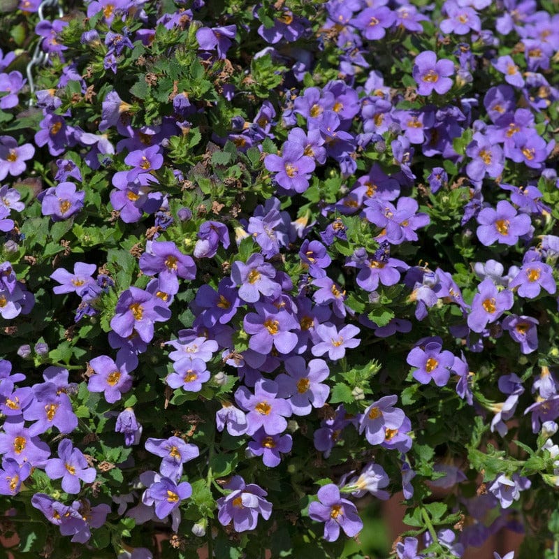 Bacopa Blue Plants