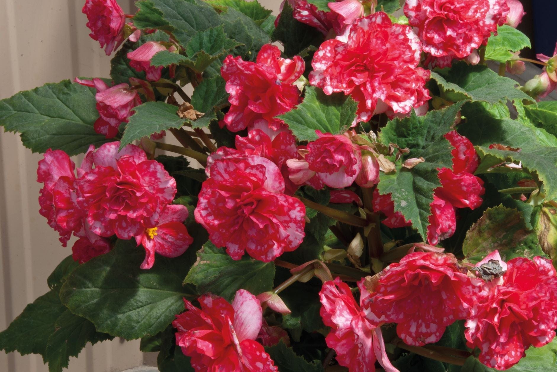 Begonia On Top Polka Dot F1 Seeds