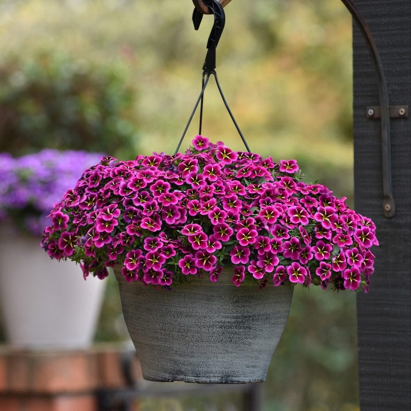 Calibrachoa Single Collection