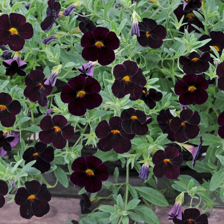 Calibrachoa Single Collection