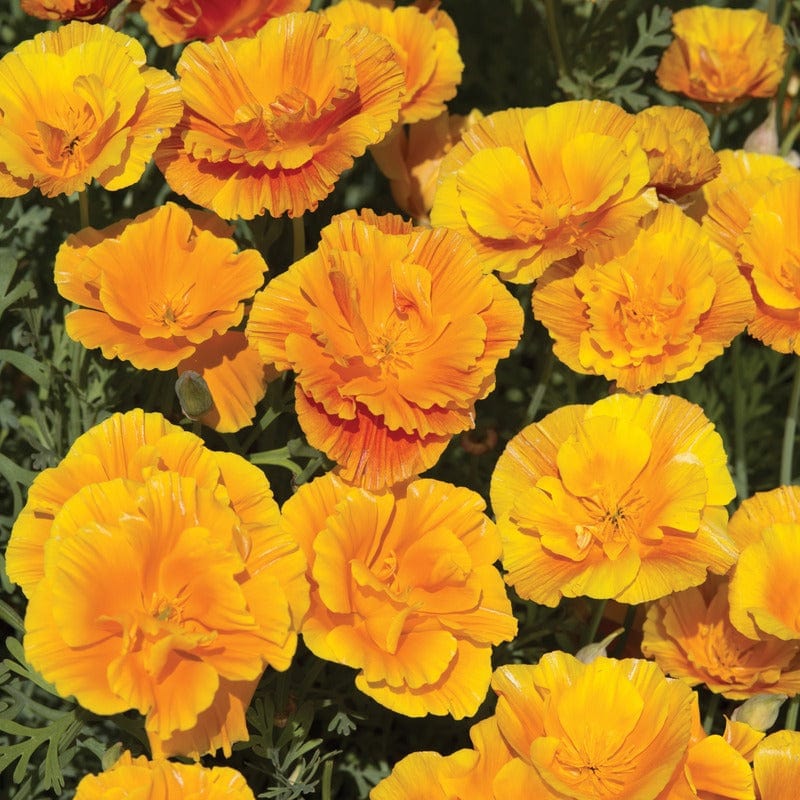 California Poppy Lady Marmalade Seeds