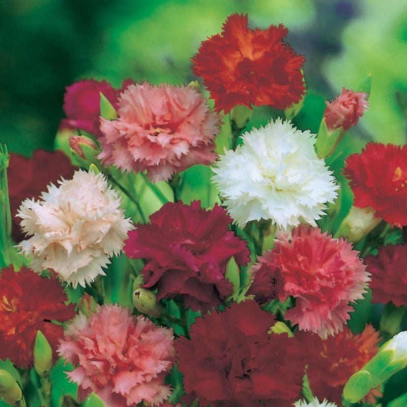 Carnation Giant Chabaud Mixed Seeds