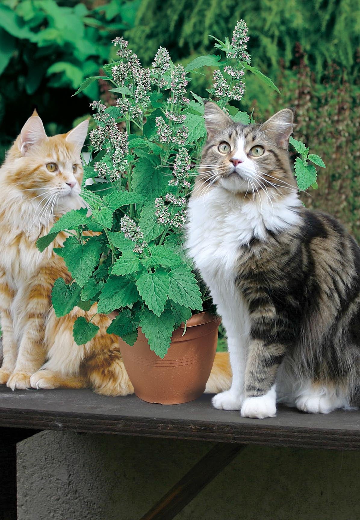 Catnip Catmint Seeds