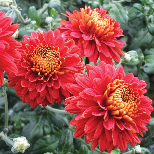 Chrysanthemum Pennine Port 