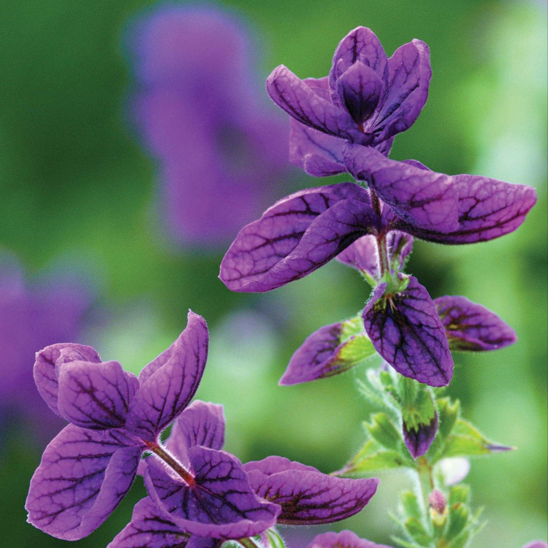 Clary Blue Denim Seeds