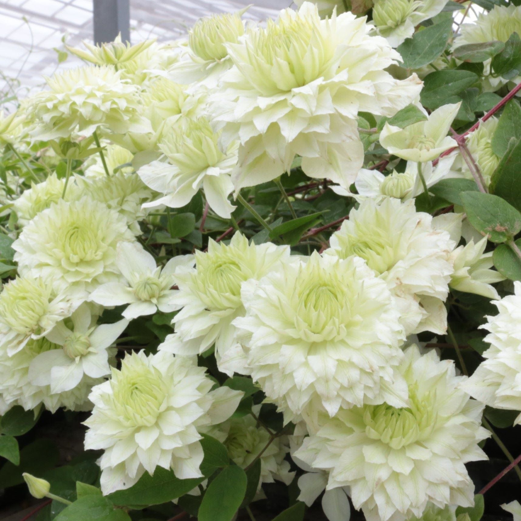 Clematis Double Flower Collection Plants