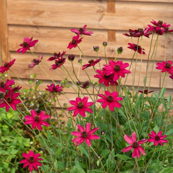 Cosmos Cherry Chocolate Plants