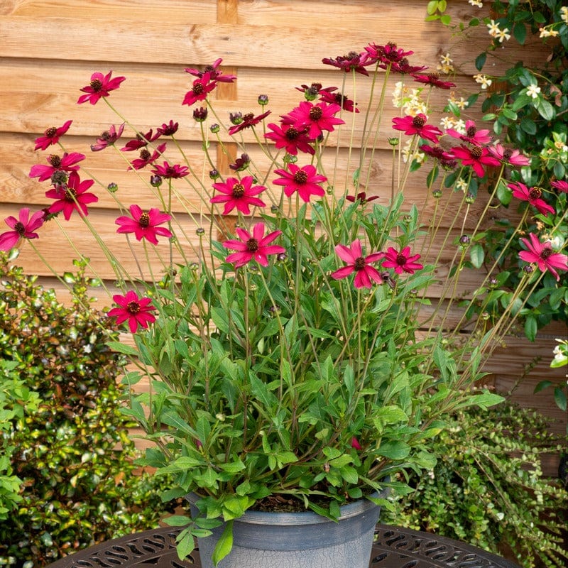 Cosmos Cherry Chocolate Plants