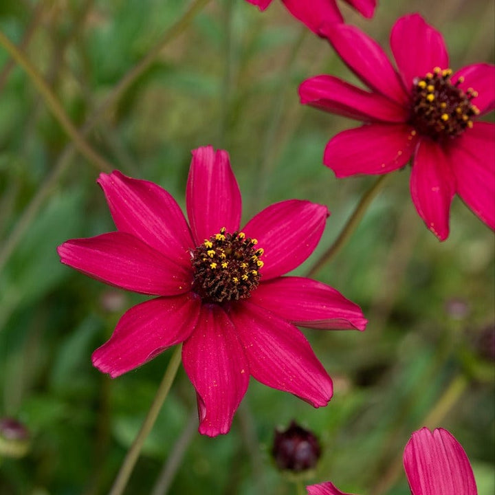 Cosmos Cherry Chocolate Plants