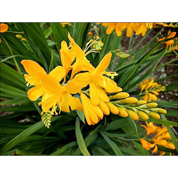 Crocosmia Paul's Best Yellow Potted Plant