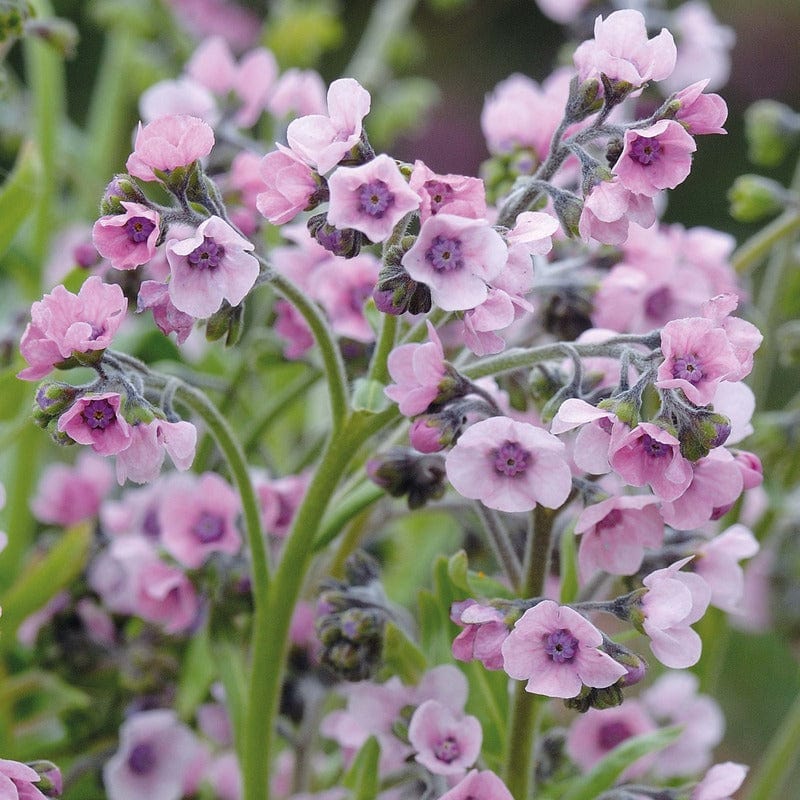 Cynoglossum Mystery Rose Seeds