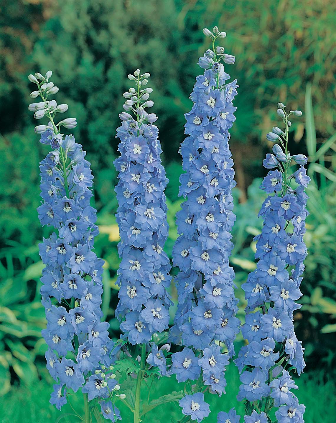 plant delphinium seeds Delphinium Summer Skies Seeds From Johnsons