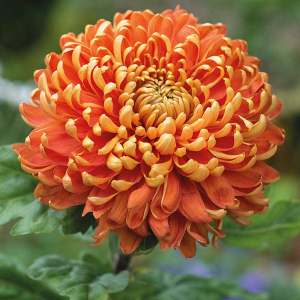 Early despatch - 5 young plants Woolmans Chrysanthemum Astro Red Young Plant