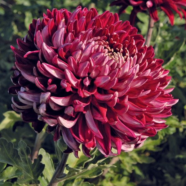 Early despatch - 5 young plants Woolmans Chrysanthemum Barnardo's Hope Young Plant