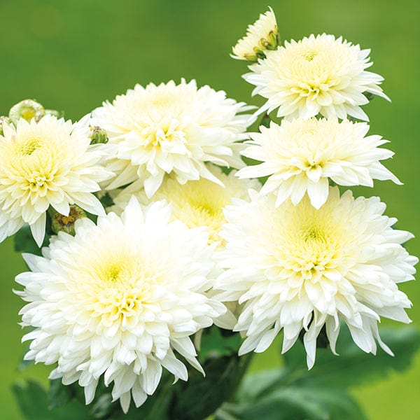 Early despatch - 5 young plants Woolmans Chrysanthemum Gompie White Young Plant