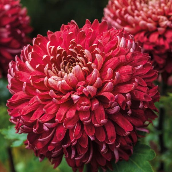 Early despatch - 5 young plants Woolmans Chrysanthemum Regal Mist Red