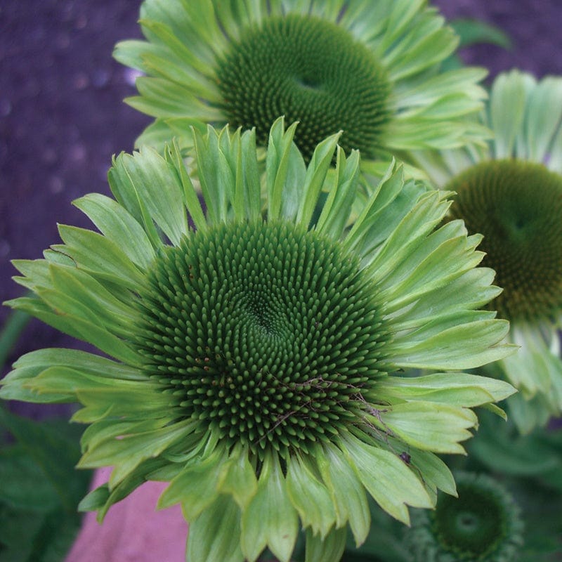 Echinacea Purpurea Green Jewel 